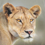 Molo Grey Lion Graphic T-Shirt